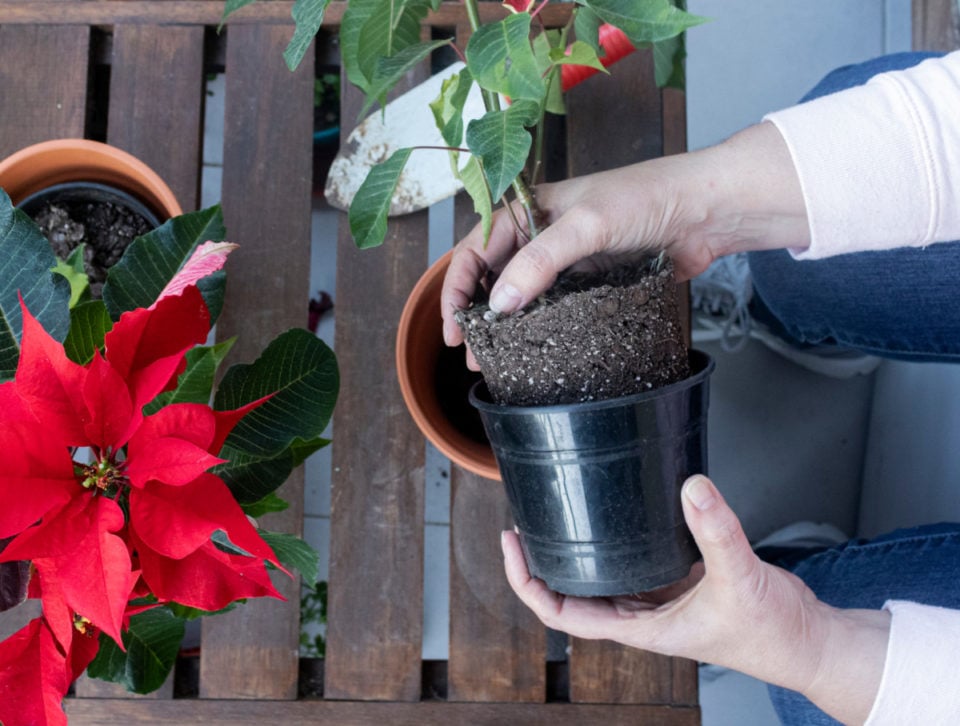 How to Keep A Poinsettia Alive For Years & Turn It Red Again