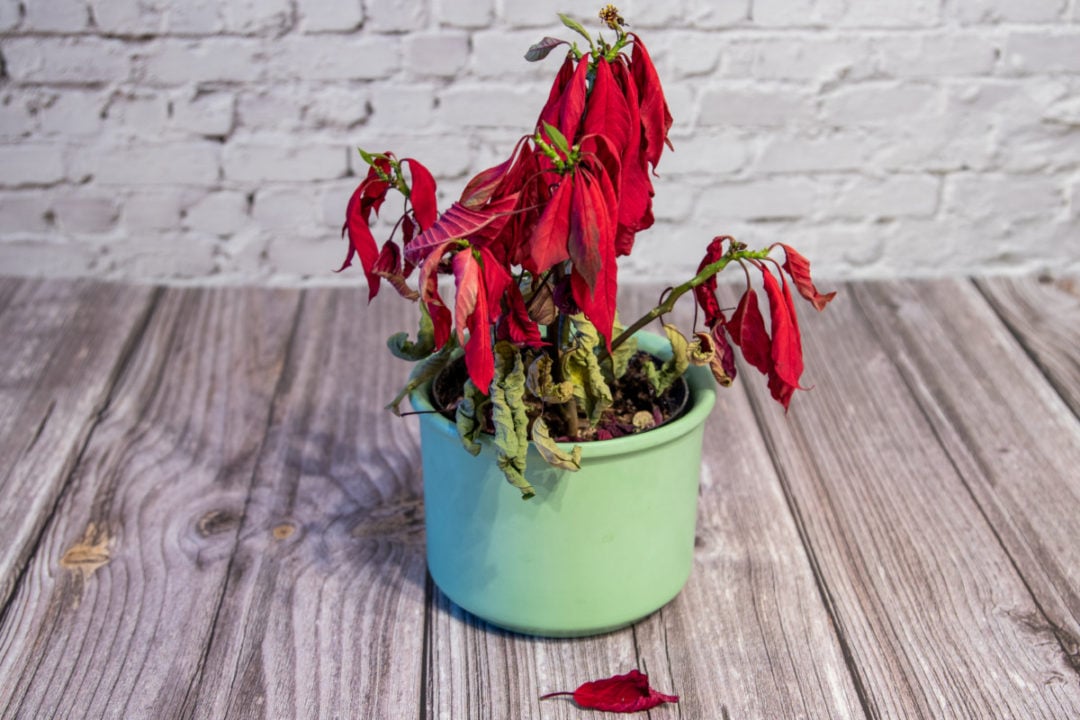 How to Keep A Poinsettia Alive For Years & Turn It Red Again