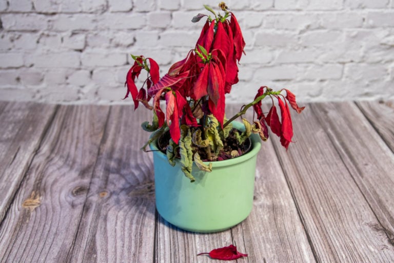 How to Keep A Poinsettia Alive For Years & Turn It Red Again