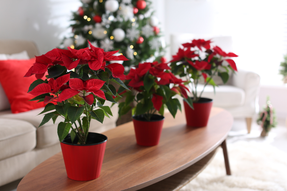 Three poinsettias sitting on a coffee table in a brightly lit living room.