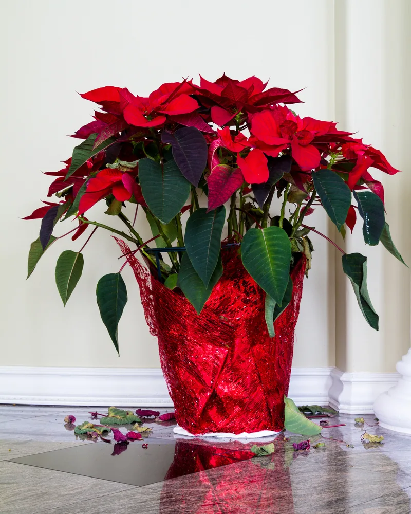 Poinsettia dropping leaves.