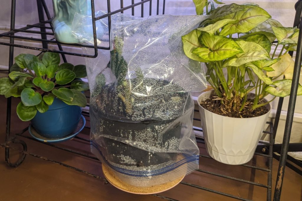 Plant covered in clear plastic bag