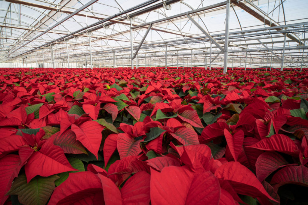 greenhouse filled with red poinsettia