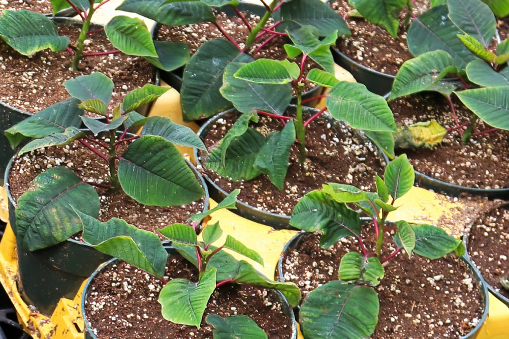 Several propagated poinsettia in pots