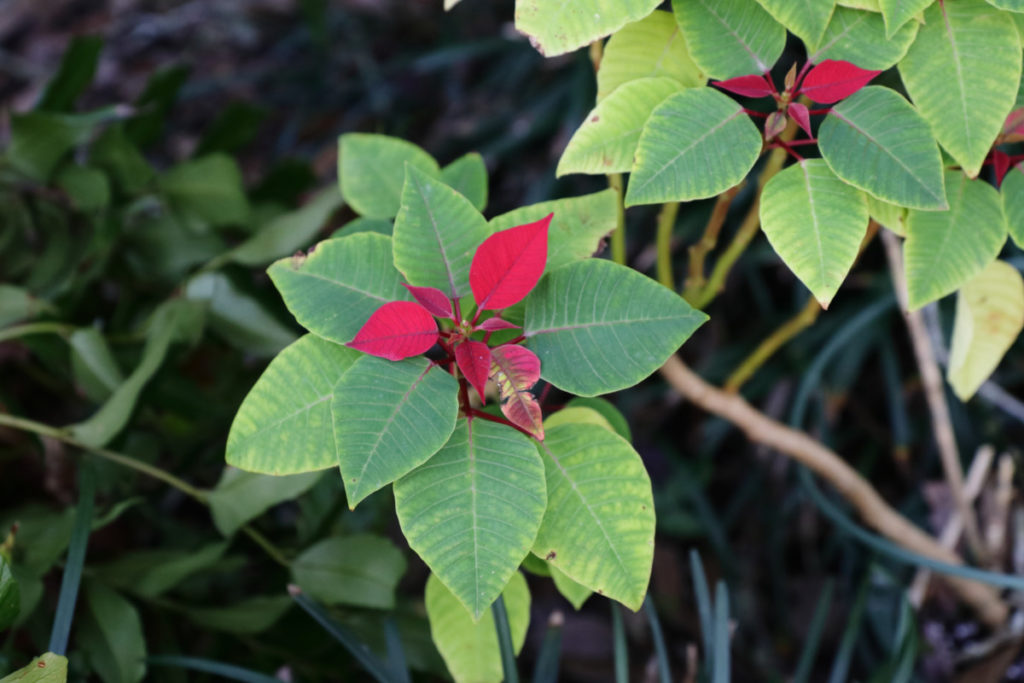New poinsettia growing outdoors with bracts starting to turn red