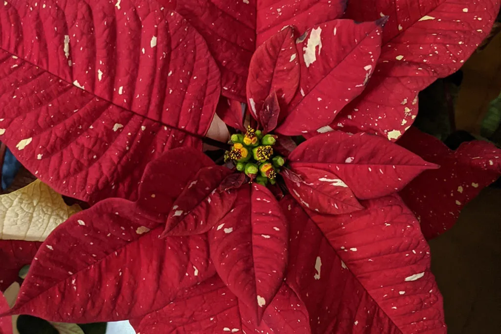 Red poinsettia with spotted leaves, patented poinsettia