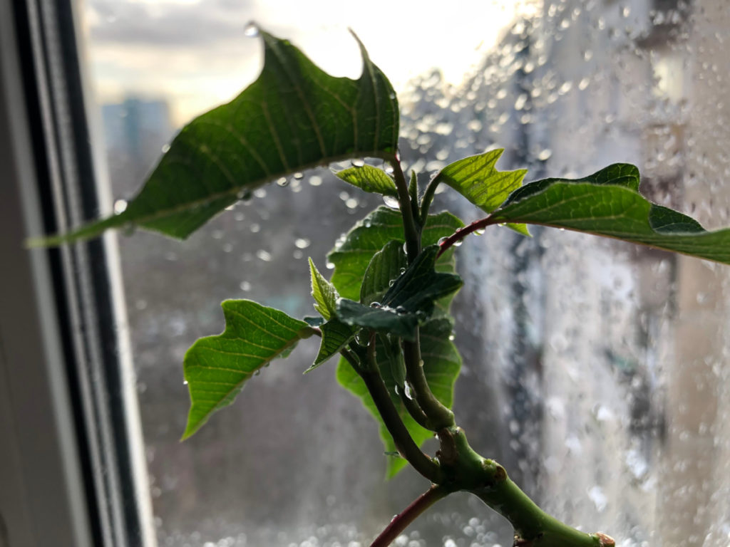 poinsettia with new growth