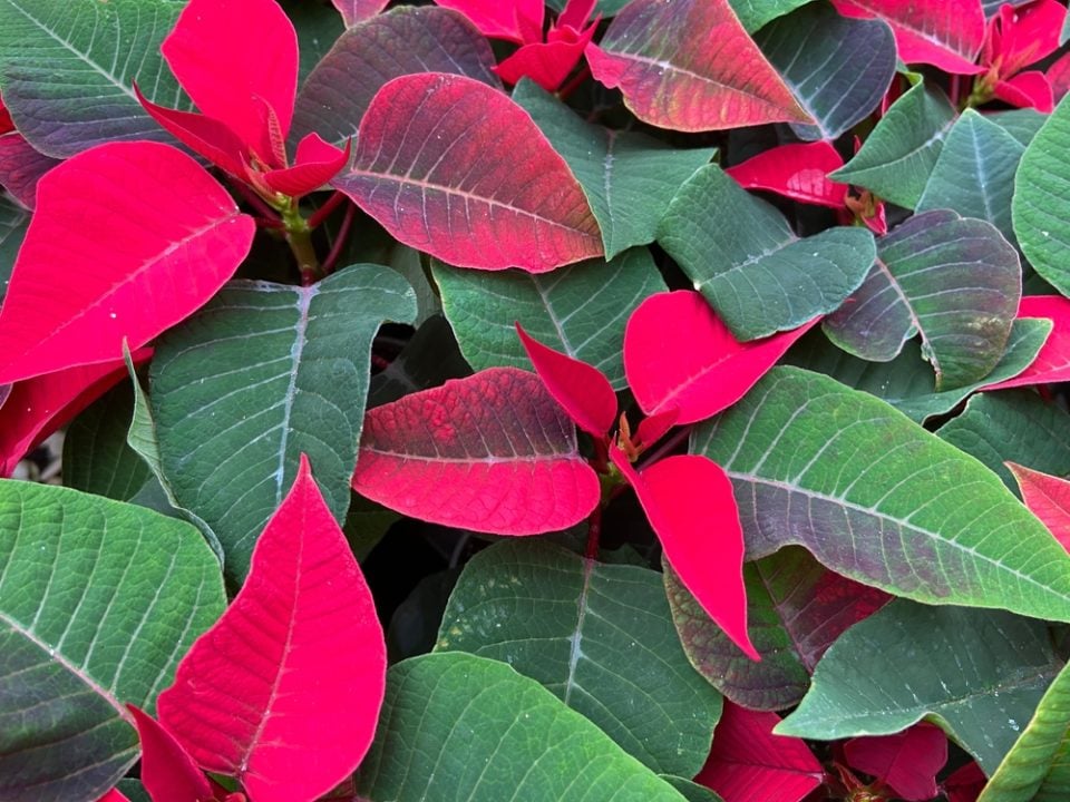 22 Tips to Keep Your Poinsettia Looking Great This Holiday Season & Beyond
