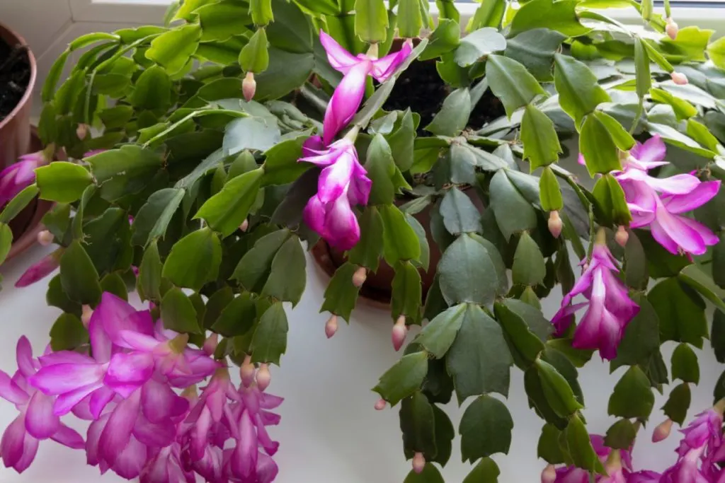Large, healthy Thanksgiving cactus in full bloom.
