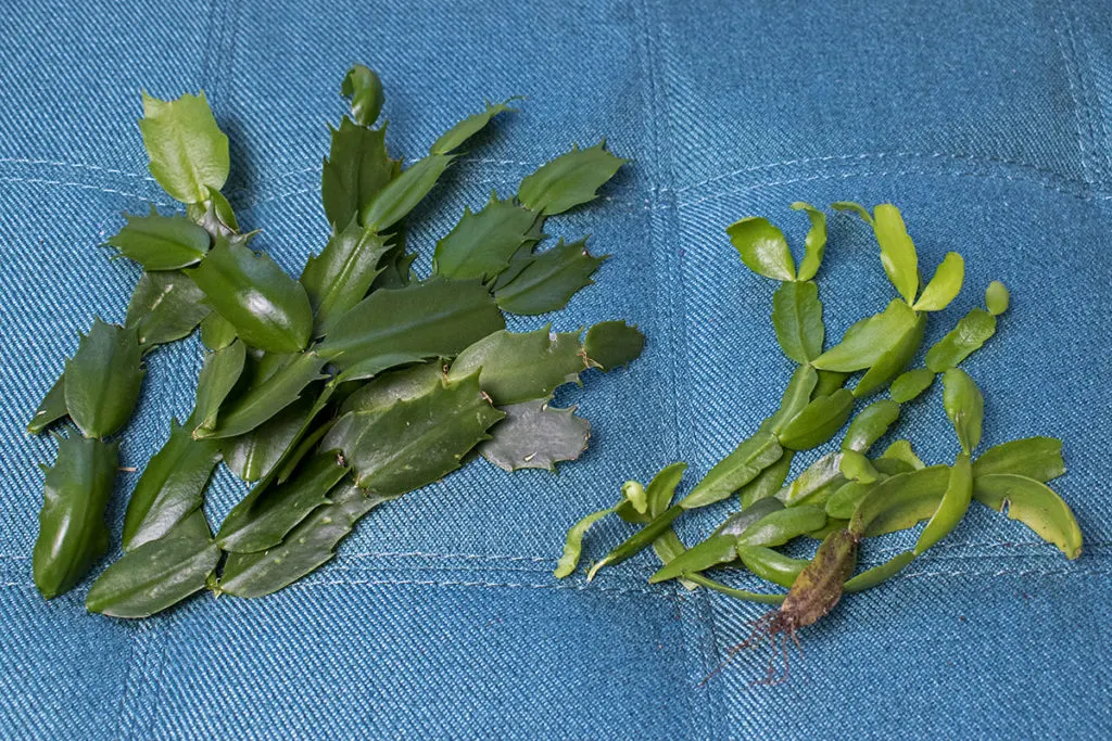 Christmas cactus and Thanksgiving cactus cuttings from pruning. 