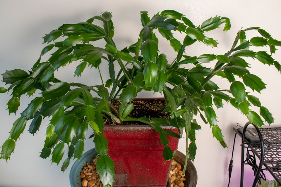 How & When to Prune Your Christmas Cactus (& Why You Need To)