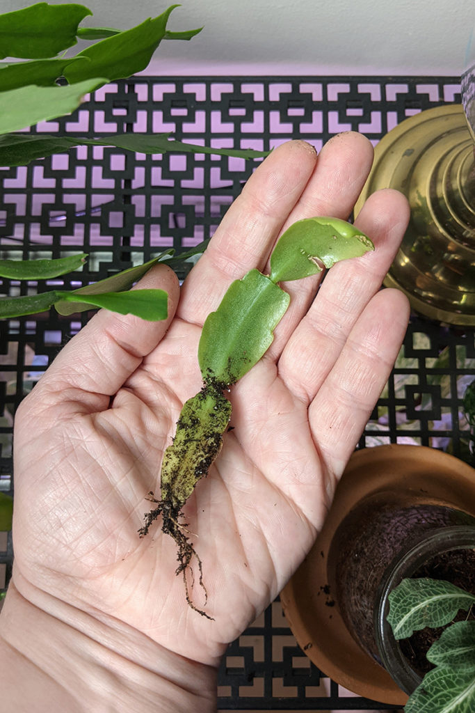 Hand holding a Christmas cactus segment pulled from the soil. 