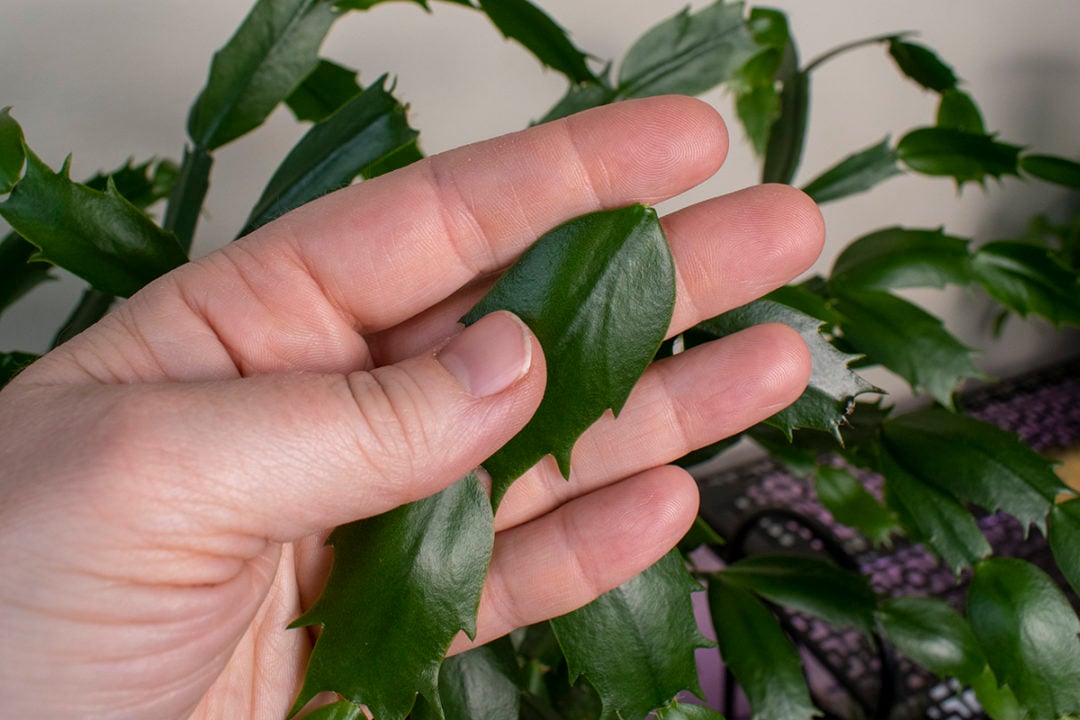 How & When to Prune Your Christmas Cactus (& Why You Need To)