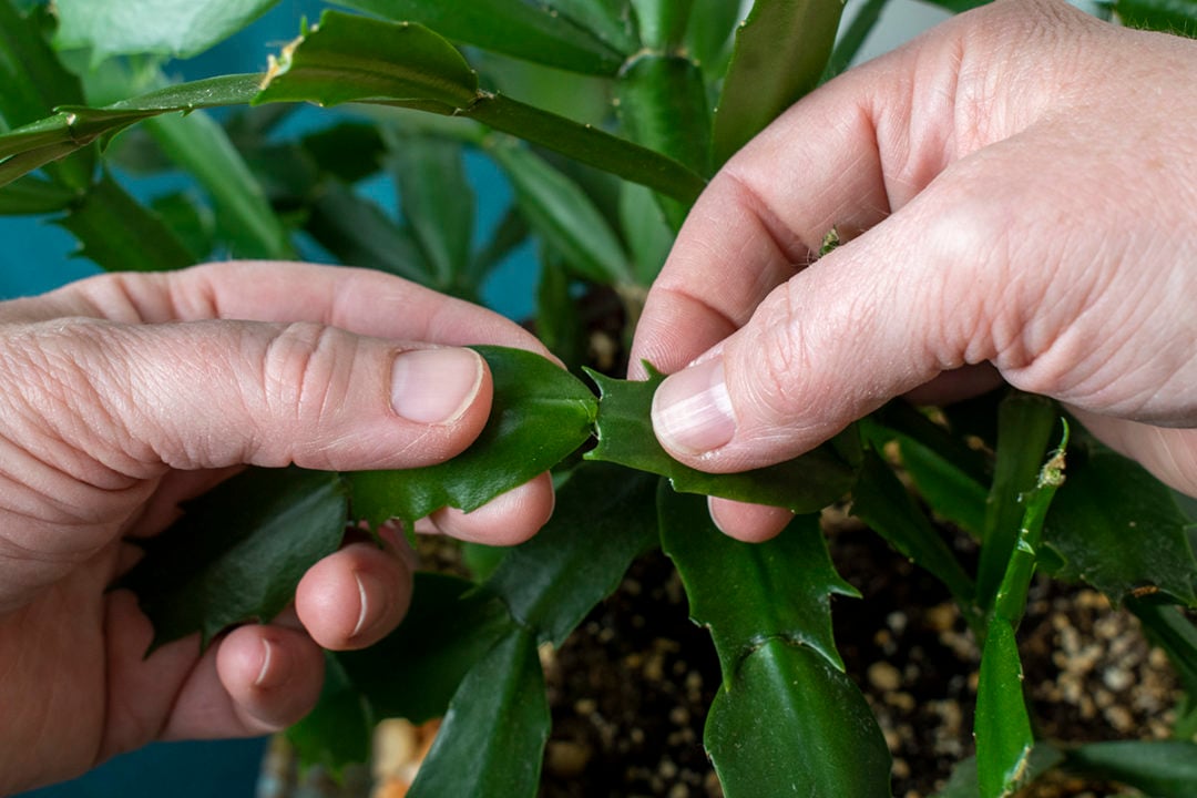 How & When to Prune Your Christmas Cactus (& Why You Need To)