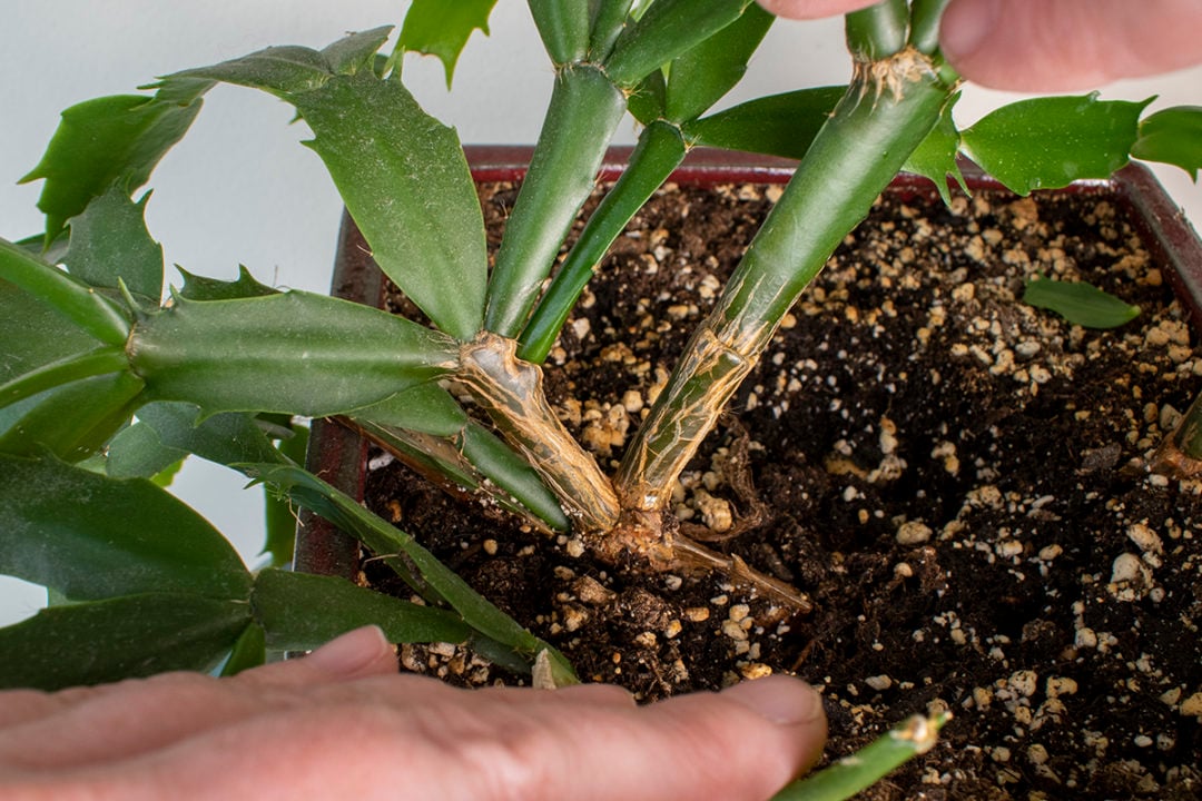 How & When to Prune Your Christmas Cactus (& Why You Need To)