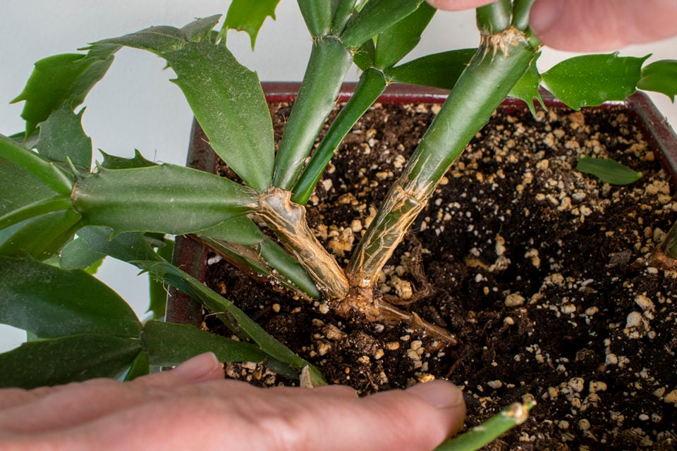 How & When to Prune Your Christmas Cactus (& Why You Need To)