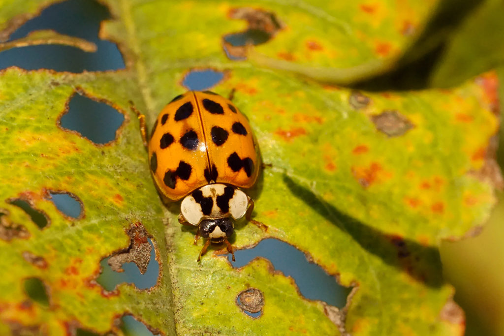 close up of Asian lady beetle