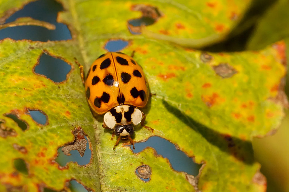 Stink Bug Ladybug – How to get rid of ladybugs, stink bugs invading ...
