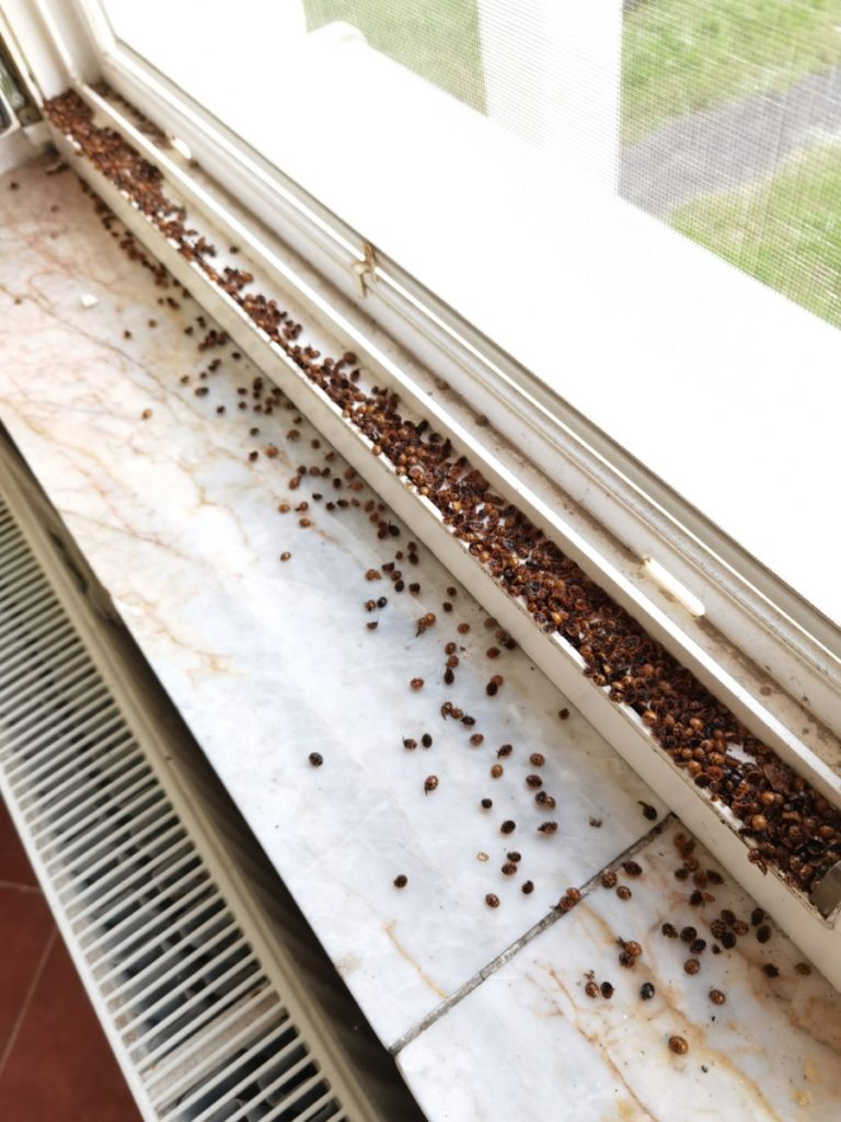 Piles of dead ladybugs in a windowsill