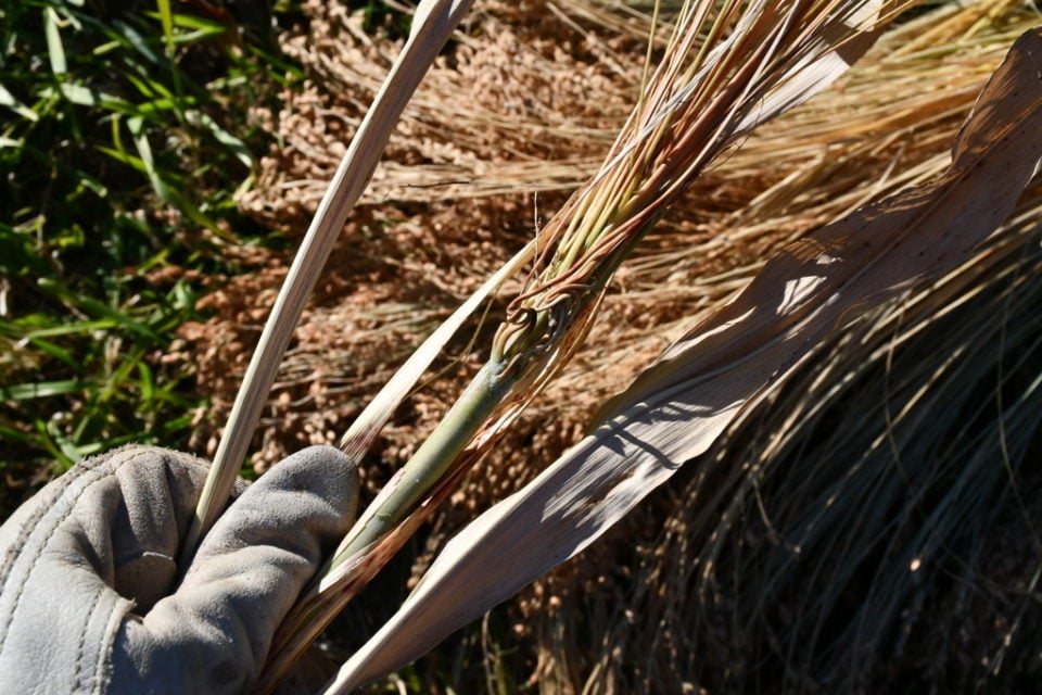Planting, Growing & Harvesting Broom Corn