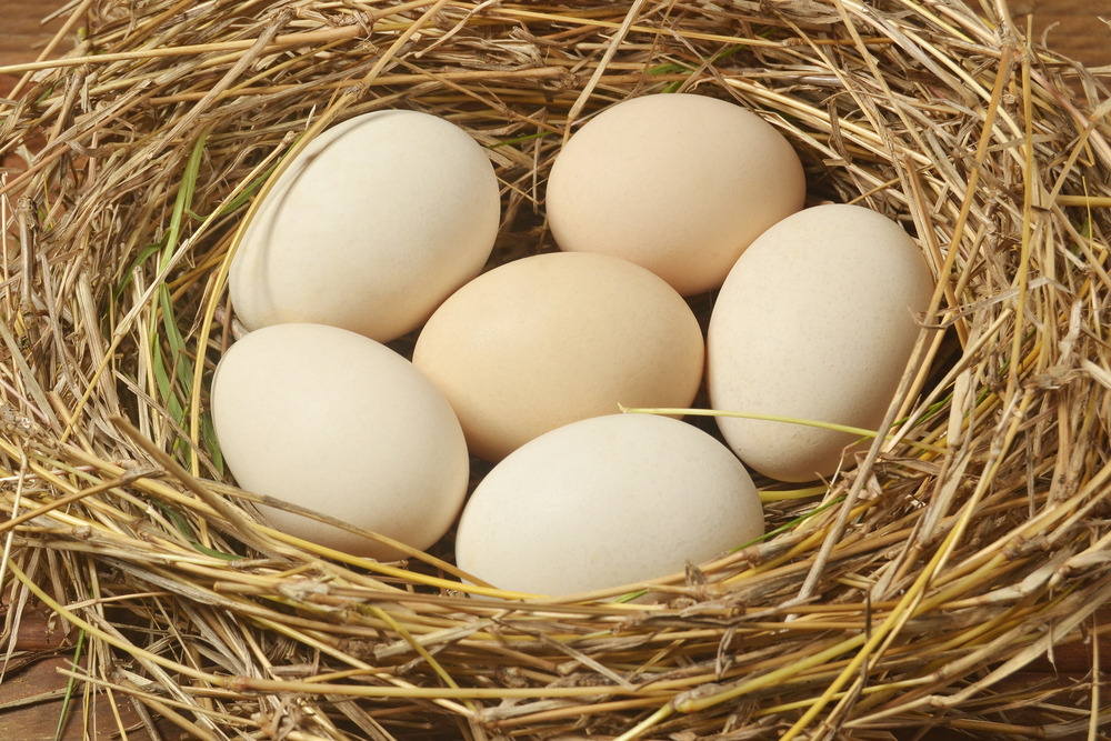 Chicken nest with cream eggs