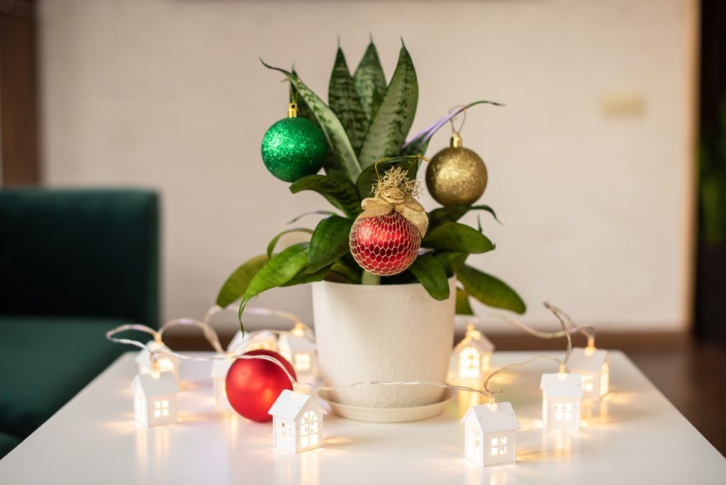 Houseplant decorated with Christmas ornaments.