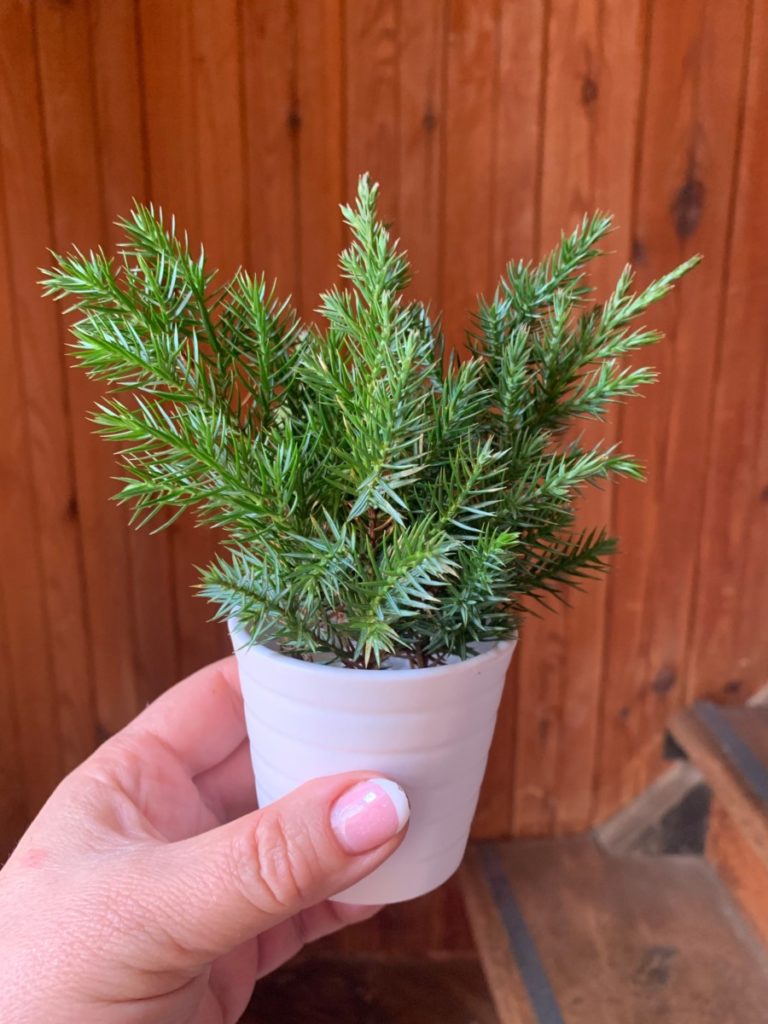 Dwarf evergreen in small pot