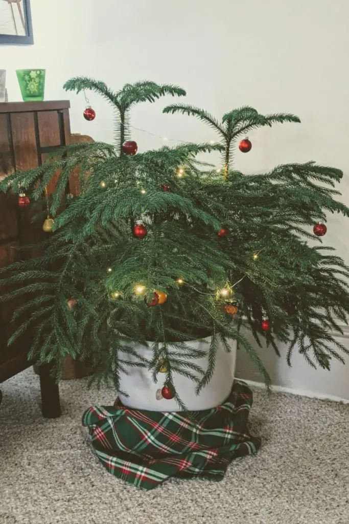 Norfolk Island pine decorated for Christmas