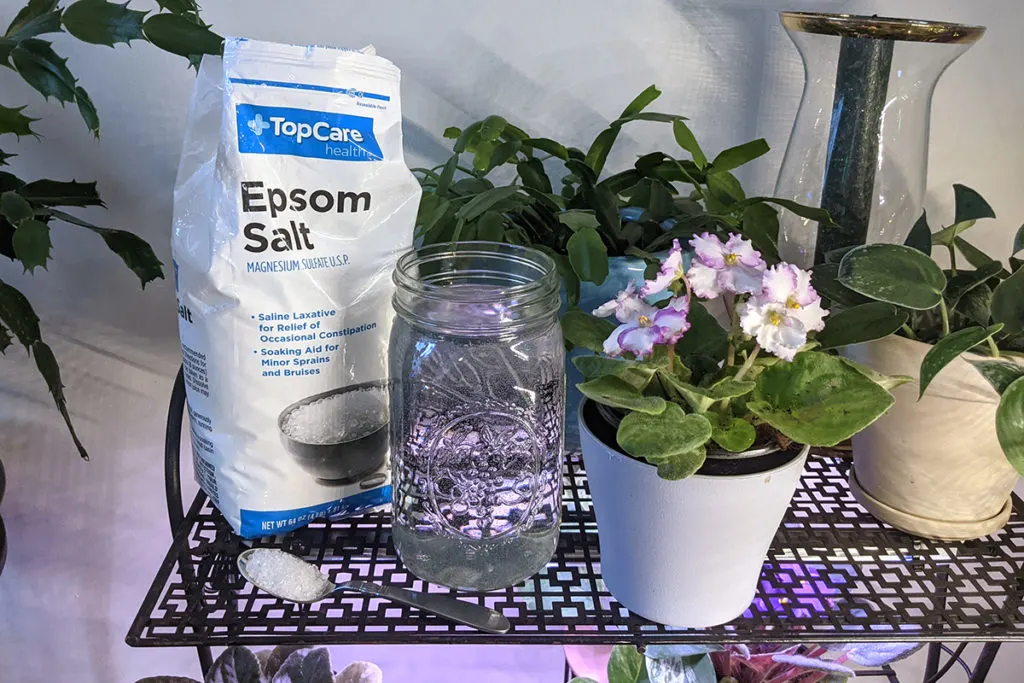 A bag of Epsom salts with a jar of water next to a potted African violet.