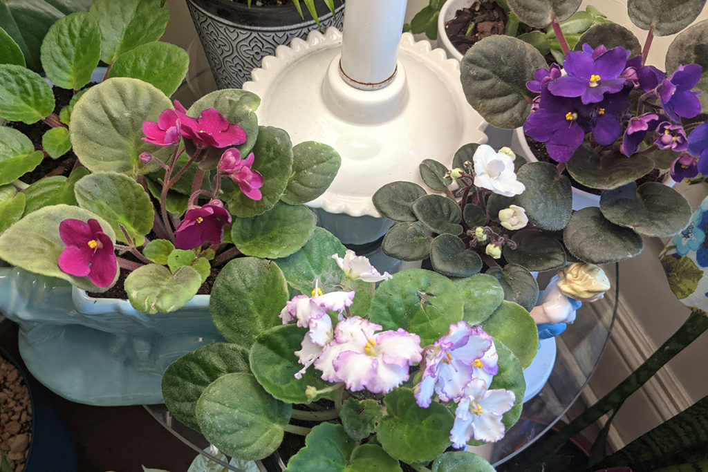 Four African violets in bloom. 