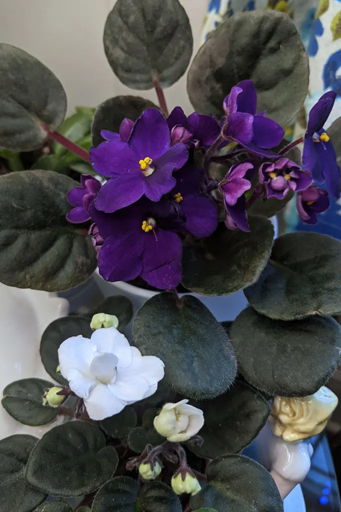 Close up of purple and white African violet blooms. 