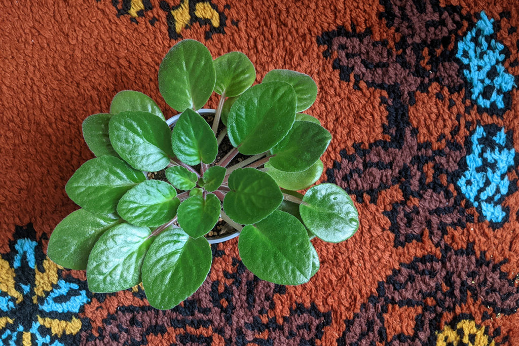 Overgrown African violet that needs leaves trimmed.
