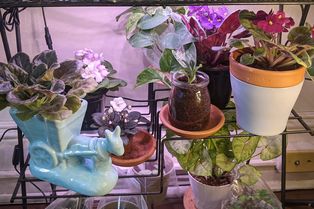 African violets on a plant stand under grow lights. 