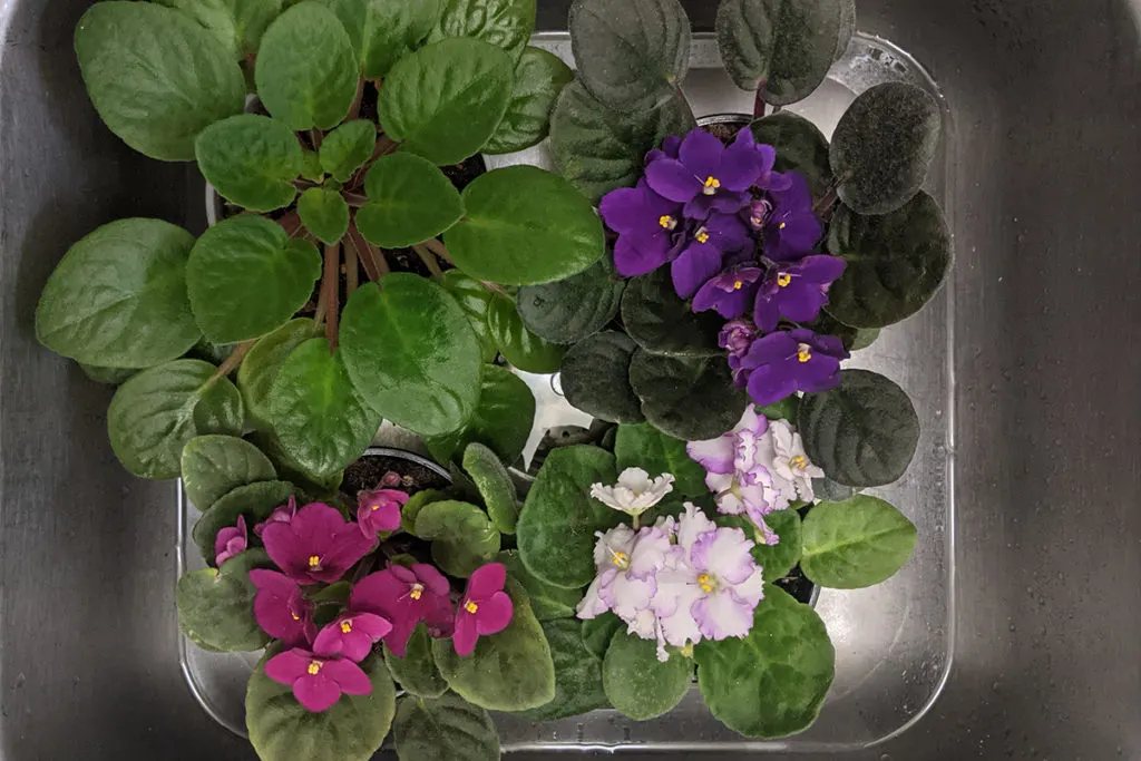 Overhead view of potted African violets soaking in sink.