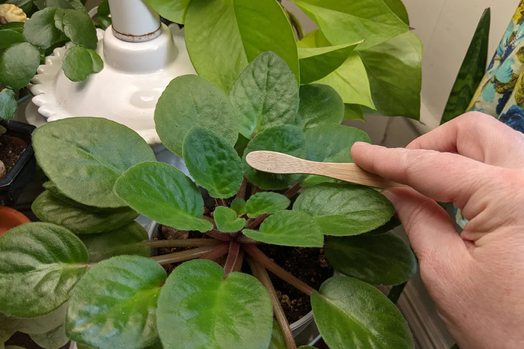 Nano bristles toothbrush used to dust African violet leaves.