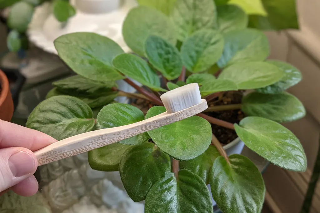 Nano bristle toothbrush held up in front of an African violet. 