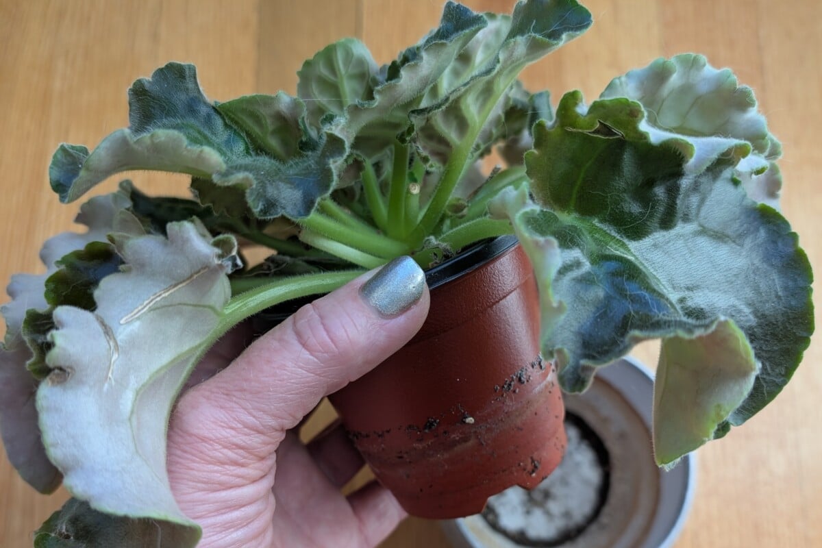 woman's hand holding a potted African Violet