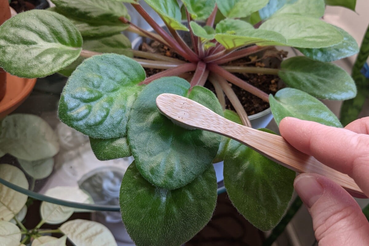 Woman's hand using a nano-bristle toothbrush to clean an African violet leaf