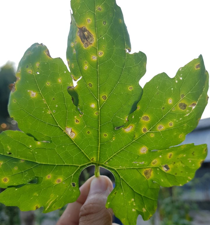 11 Common Cucumber Growing Problems & How To Fix Them