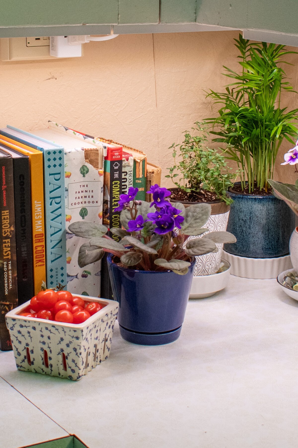 African violet on a kitchen counter