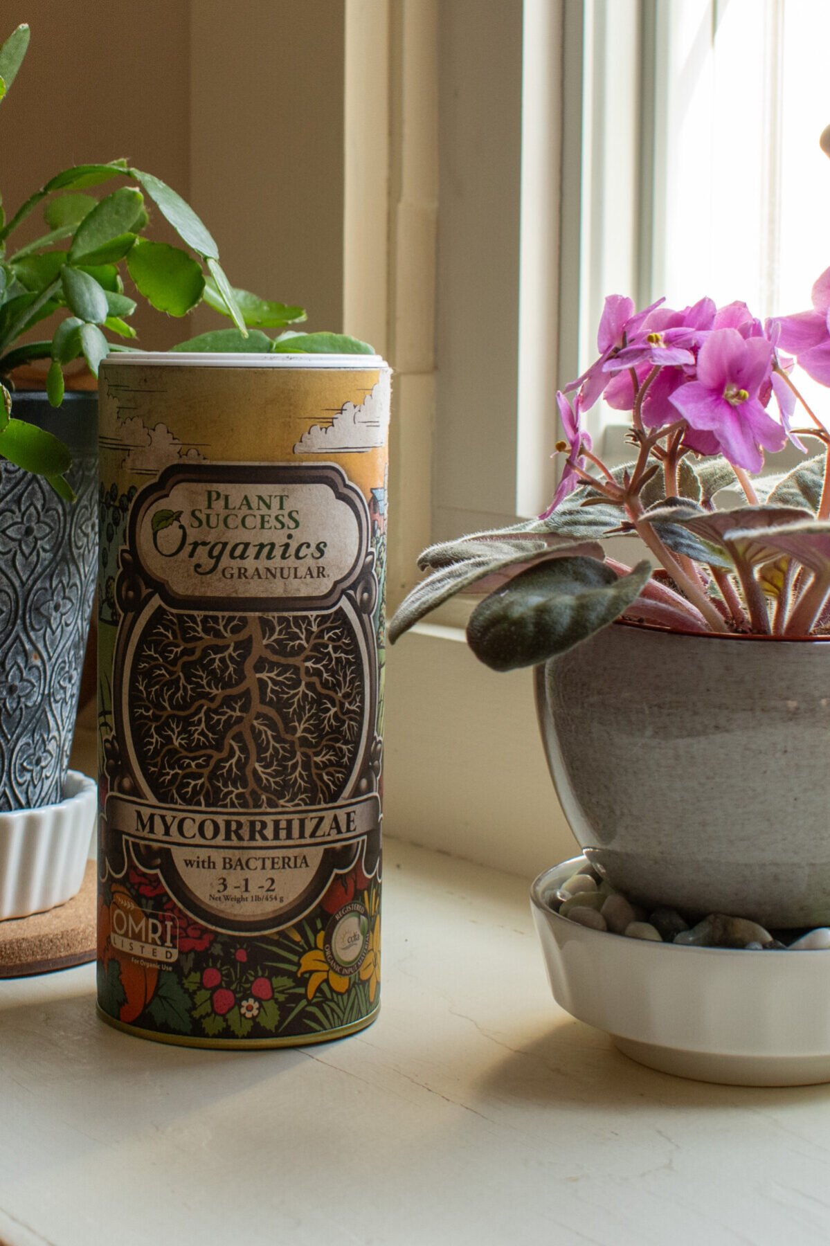 African violet with mycorrhizae