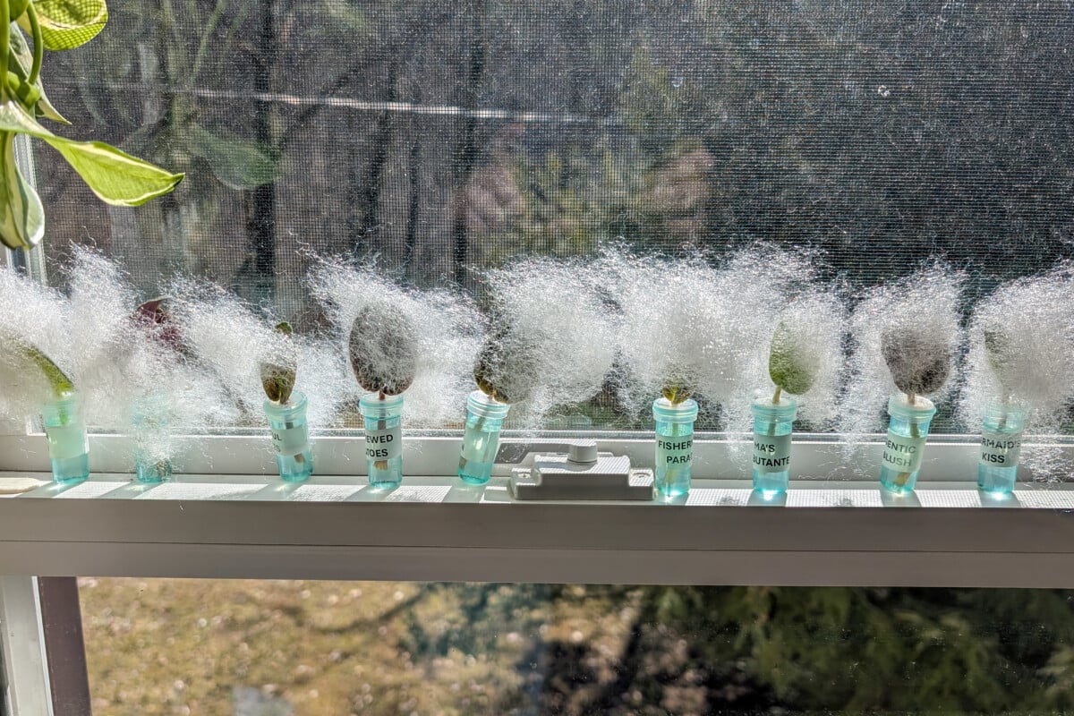 African violet leaf cuttings