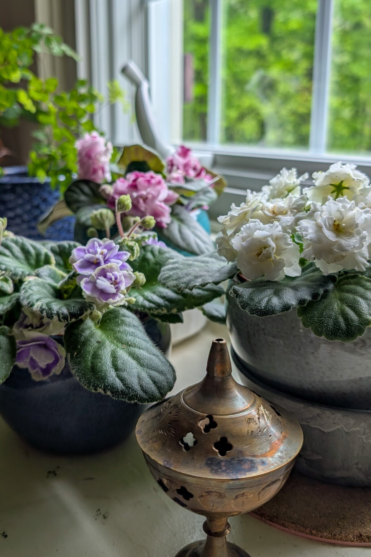 Blooming African violets