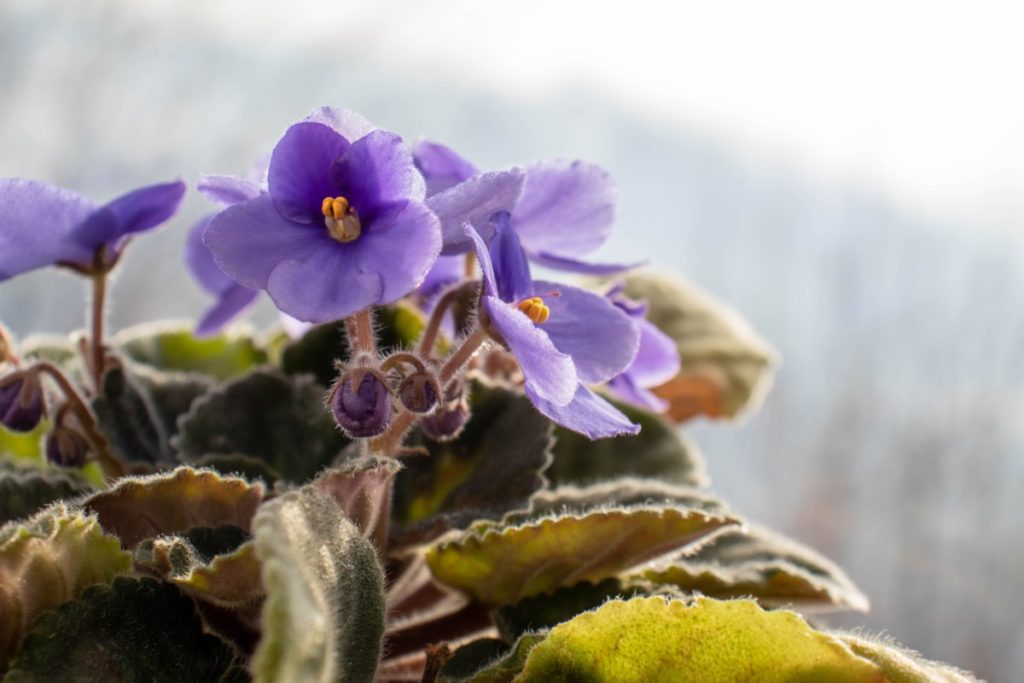 African violet with periwinkle blue blooms in a sunny window.