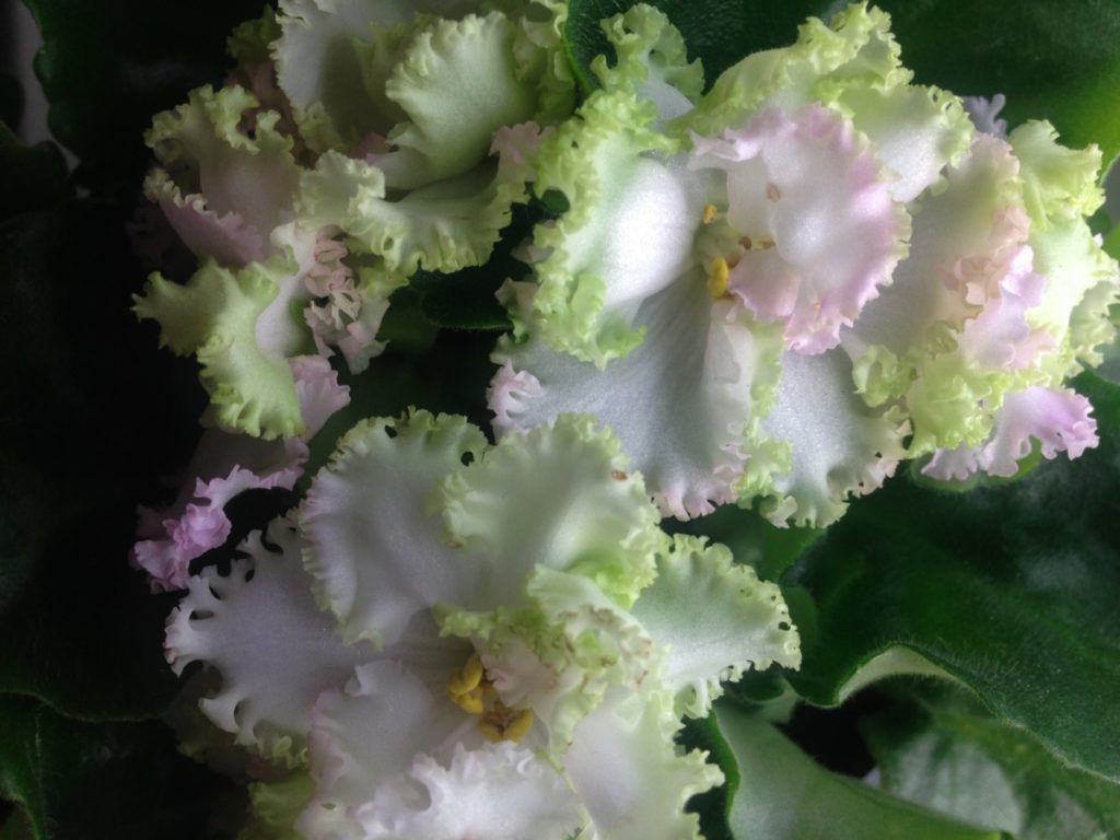 Close up blooms of an African violet hybrid, pale pink and green with ruffled leaves.