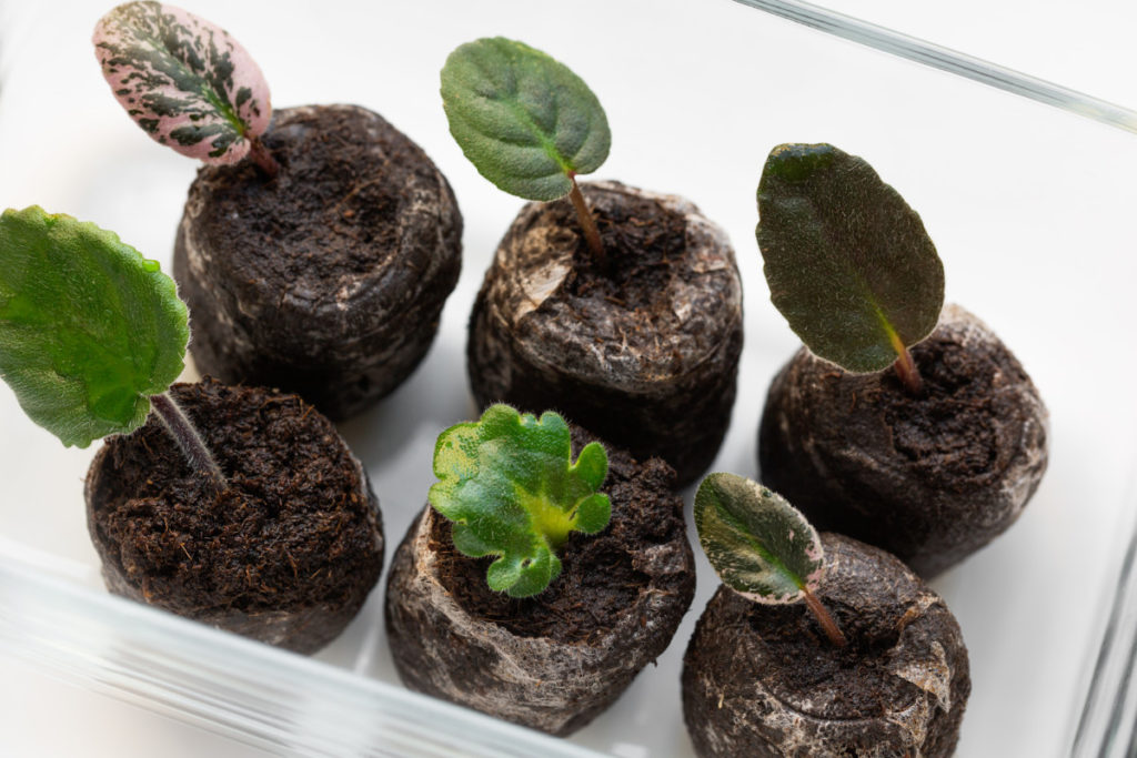African violet leaf cuttings in peat pots.