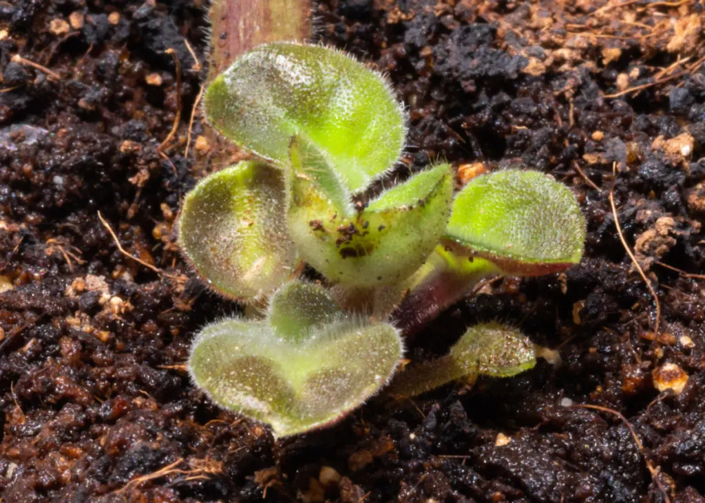 A tiny African violet plantlet growing from the soil. 