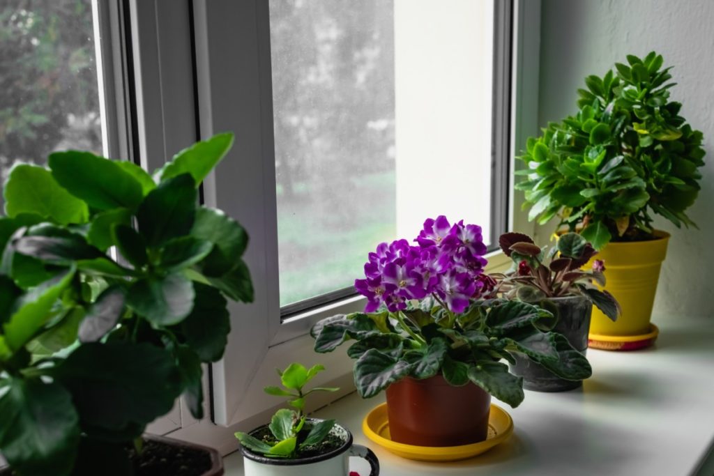 Windowsill with several African violets and kalanchoe plants on it.