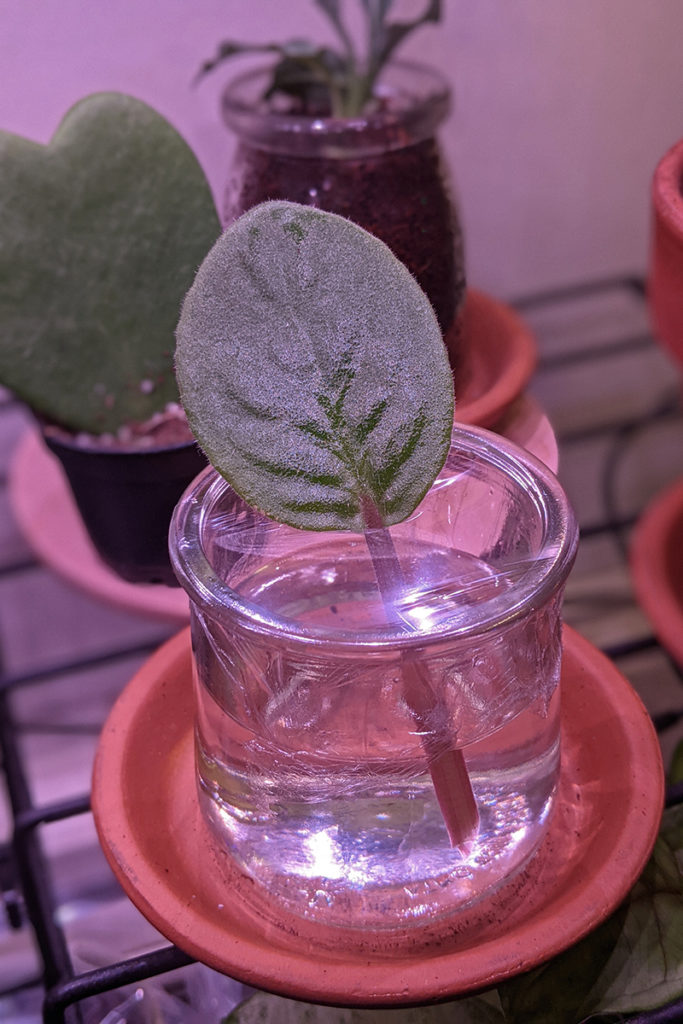 Leaf cutting stuck through a layer of cling wrap over a jar of water. 