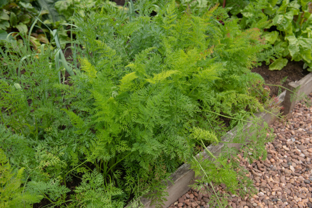 Carrot fronds growing out of a raised bed
